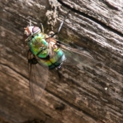 Rutilia sp. (genus) (A Rutilia bristle fly, subgenus unknown) at Cotter River, ACT - 6 Feb 2018 by SWishart