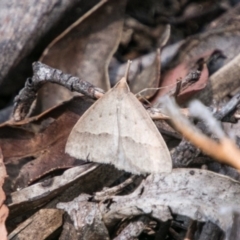 Epidesmia hypenaria (Long-nosed Epidesmia) at Cotter River, ACT - 7 Feb 2018 by SWishart