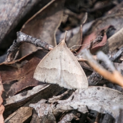 Epidesmia hypenaria (Long-nosed Epidesmia) at Cotter River, ACT - 7 Feb 2018 by SWishart