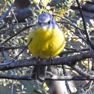 Eopsaltria australis at Paddys River, ACT - 9 Mar 2018 05:24 PM