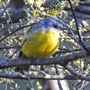 Eopsaltria australis at Paddys River, ACT - 9 Mar 2018 05:24 PM