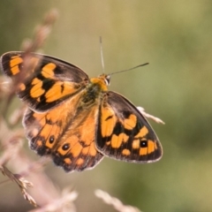 Heteronympha penelope (Shouldered Brown) at Cotter River, ACT - 7 Feb 2018 by SWishart