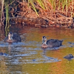 Anas superciliosa (Pacific Black Duck) at Paddys River, ACT - 9 Mar 2018 by RodDeb