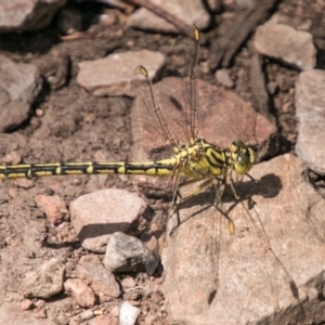 Austrogomphus guerini at Cotter River, ACT - 7 Feb 2018