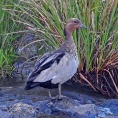 Chenonetta jubata at Paddys River, ACT - 9 Mar 2018