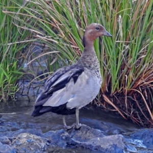 Chenonetta jubata at Paddys River, ACT - 9 Mar 2018