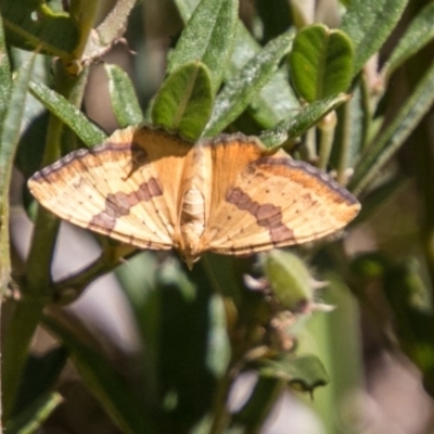 Chrysolarentia polyxantha (Yellow Carpet Moth) at Cotter River, ACT - 7 Feb 2018 by SWishart