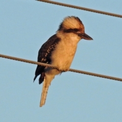 Dacelo novaeguineae (Laughing Kookaburra) at Point Hut to Tharwa - 9 Mar 2018 by RodDeb