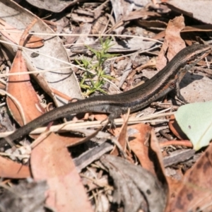 Pseudemoia entrecasteauxii at Cotter River, ACT - 7 Feb 2018