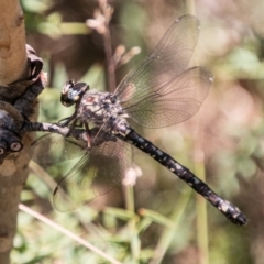 Austroaeschna atrata (Mountain Darner) at Cotter River, ACT - 7 Feb 2018 by SWishart