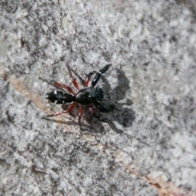 Apricia jovialis (Jovial jumping spider) at Cotter River, ACT - 7 Feb 2018 by SWishart