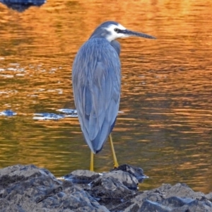 Egretta novaehollandiae at Paddys River, ACT - 9 Mar 2018