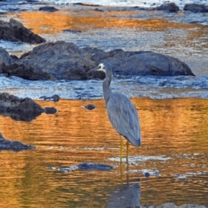 Egretta novaehollandiae at Paddys River, ACT - 9 Mar 2018