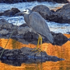 Egretta novaehollandiae at Paddys River, ACT - 9 Mar 2018 07:04 PM