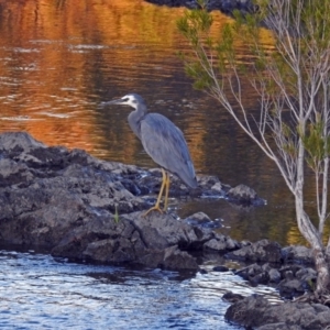 Egretta novaehollandiae at Paddys River, ACT - 9 Mar 2018