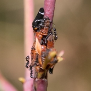 Eurymeloides bicincta at Cotter River, ACT - 7 Feb 2018