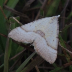 Anachloris subochraria (Golden Grass Carpet) at Conder, ACT - 28 Feb 2018 by michaelb