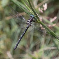 Eusynthemis guttata (Southern Tigertail) at Cotter River, ACT - 7 Feb 2018 by SWishart