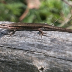 Pseudemoia entrecasteauxii (Woodland Tussock-skink) at Cotter River, ACT - 7 Feb 2018 by SWishart