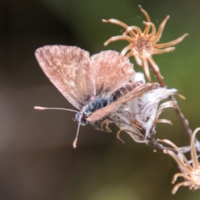 Neolucia hobartensis (Montane Heath-blue) at Cotter River, ACT - 7 Feb 2018 by SWishart