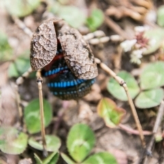 Acripeza reticulata at Cotter River, ACT - 7 Feb 2018