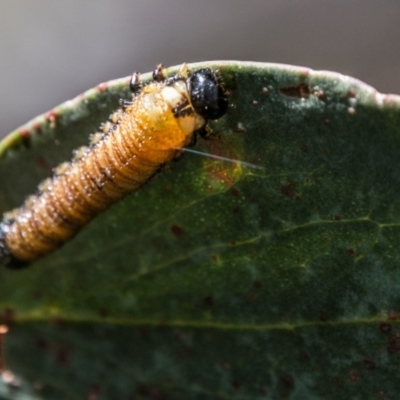 Pseudoperga sp. (genus) (Sawfly, Spitfire) at Cotter River, ACT - 7 Feb 2018 by SWishart