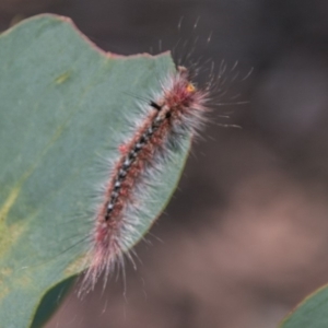 Chenuala heliaspis at Cotter River, ACT - 7 Feb 2018 03:05 PM