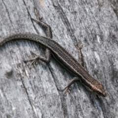 Pseudemoia spenceri (Spencer's Skink) at Cotter River, ACT - 7 Feb 2018 by SWishart