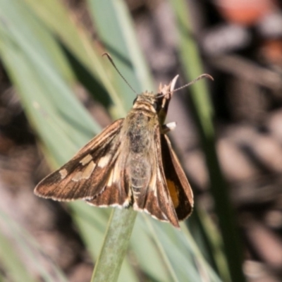 Trapezites eliena (Orange Ochre) at Cotter River, ACT - 7 Feb 2018 by SWishart