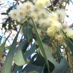 Acacia implexa at Deakin, ACT - 17 Mar 2018 04:28 PM