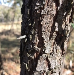 Acacia implexa at Deakin, ACT - 17 Mar 2018 04:28 PM