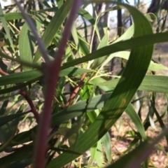 Acacia implexa at Deakin, ACT - 17 Mar 2018 04:28 PM