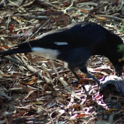 Strepera graculina (Pied Currawong) at Aranda, ACT - 7 Mar 2008 by KMcCue