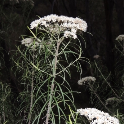 Cassinia longifolia (Shiny Cassinia, Cauliflower Bush) at Rob Roy Range - 28 Feb 2018 by michaelb