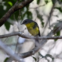 Eopsaltria australis (Eastern Yellow Robin) at Green Cape, NSW - 11 Mar 2018 by RossMannell