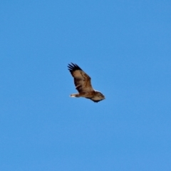 Haliaeetus leucogaster (White-bellied Sea-Eagle) at Green Cape, NSW - 11 Mar 2018 by RossMannell