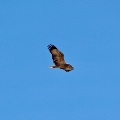 Icthyophaga leucogaster (White-bellied Sea-Eagle) at Green Cape, NSW - 11 Mar 2018 by RossMannell