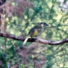 Meliphaga lewinii (Lewin's Honeyeater) at Green Cape, NSW - 11 Mar 2018 by RossMannell