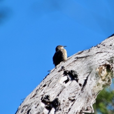 Cormobates leucophaea (White-throated Treecreeper) at Green Cape, NSW - 10 Mar 2018 by RossMannell