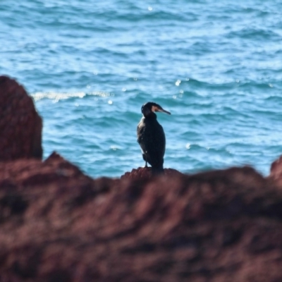 Phalacrocorax carbo (Great Cormorant) at Green Cape, NSW - 11 Mar 2018 by RossMannell