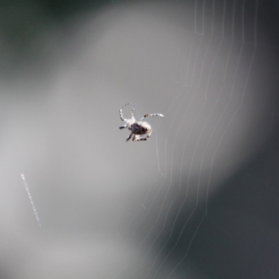 Plebs eburnus (Eastern bush orb-weaver) at Green Cape, NSW - 10 Mar 2018 by RossMannell