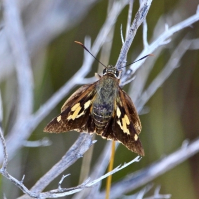 Trapezites symmomus (Splendid Ochre) at Green Cape, NSW - 11 Mar 2018 by RossMannell
