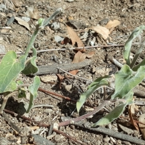 Oxypetalum coeruleum at Isaacs Ridge - 12 Mar 2018 11:07 AM