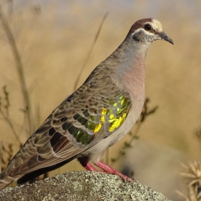 Phaps chalcoptera (Common Bronzewing) at Garran, ACT - 11 Mar 2018 by roymcd