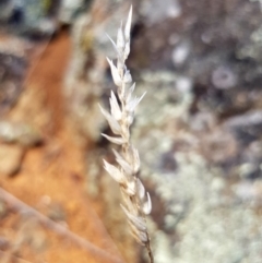 Rytidosperma sp. (Wallaby Grass) at Griffith, ACT - 12 Mar 2018 by ianandlibby1