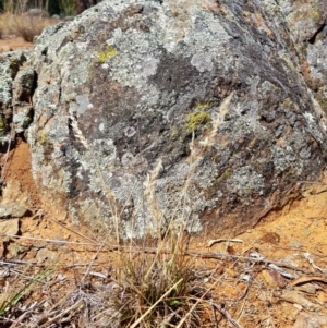 Rytidosperma sp. at Griffith, ACT - 12 Mar 2018