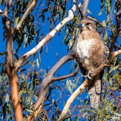 Falco berigora (Brown Falcon) at Rendezvous Creek, ACT - 7 Mar 2018 by ajc