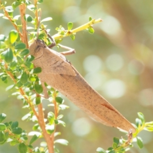 Goniaea carinata at Paddys River, ACT - 10 Mar 2018