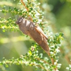 Goniaea carinata at Paddys River, ACT - 10 Mar 2018