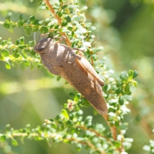 Goniaea carinata at Paddys River, ACT - 10 Mar 2018